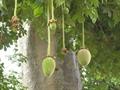 baobab 